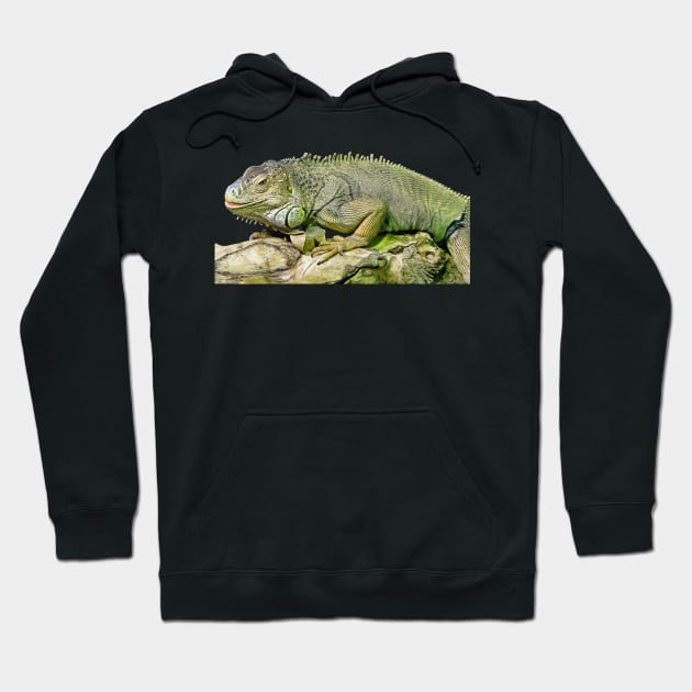 Green Iguana Hoodie by LarryNaderPhoto